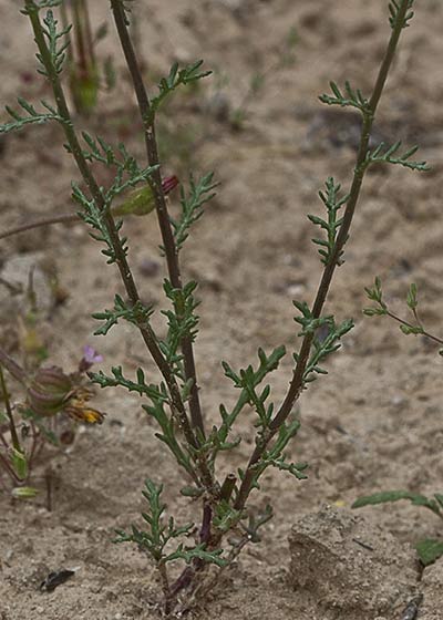 Senecio gallicus. Tallos del ajenjo