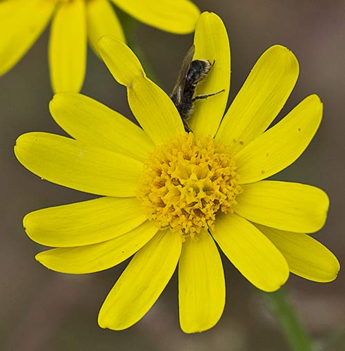 Senecio gallicus, ajenjo