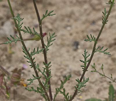 Senecio gallicus, ajenjo