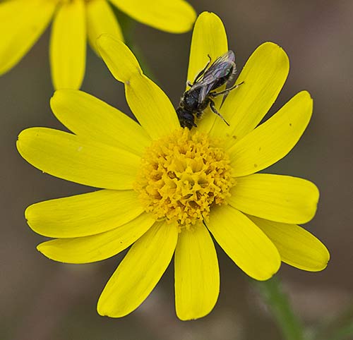 Senecio gallicus, ajenjo
