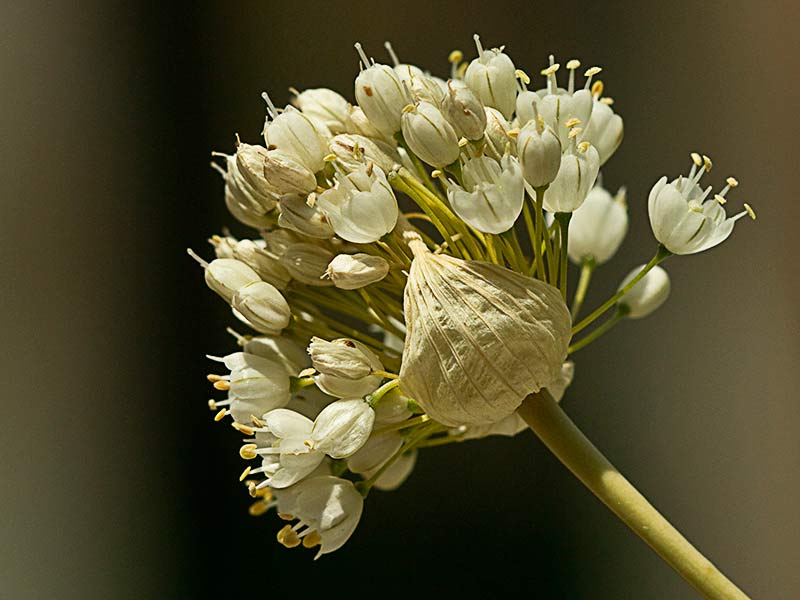 Ajillo, Allium pallens