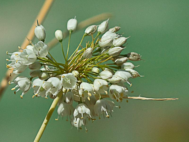 Ajillo, Allium pallens