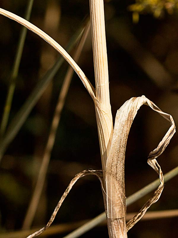 Tallo del Ajillo, Allium pallens
