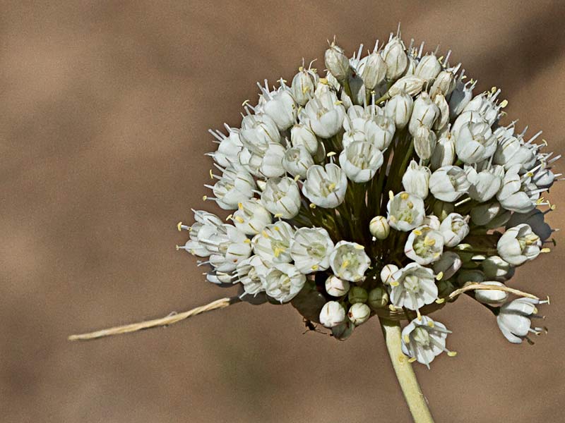 Ajillo, Allium pallens