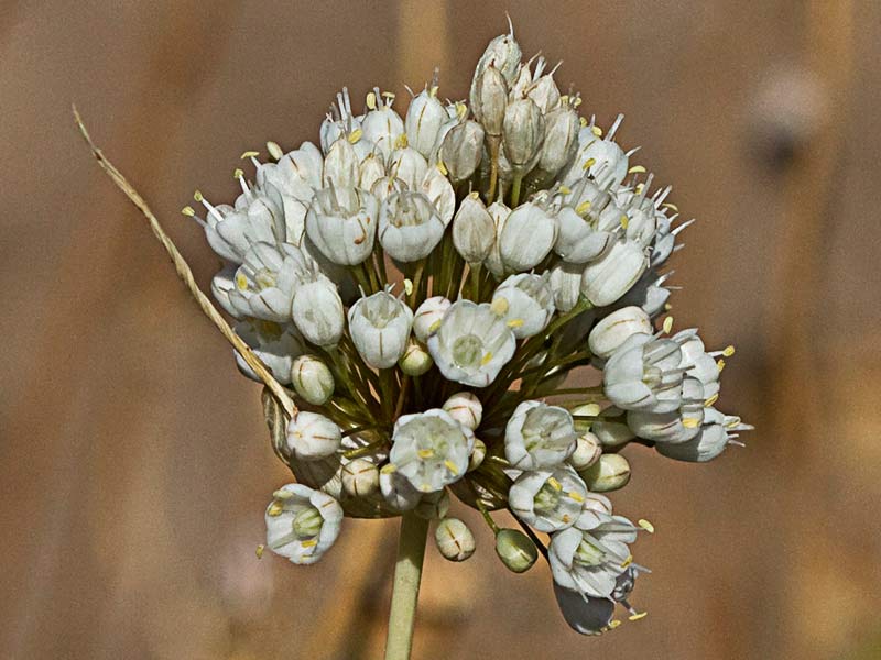 Ajillo, Allium pallens