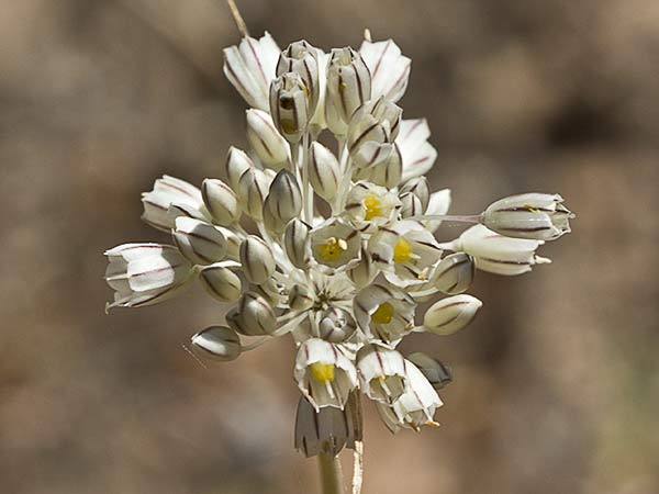 Ajillo silvestre (Allium paniculatum)