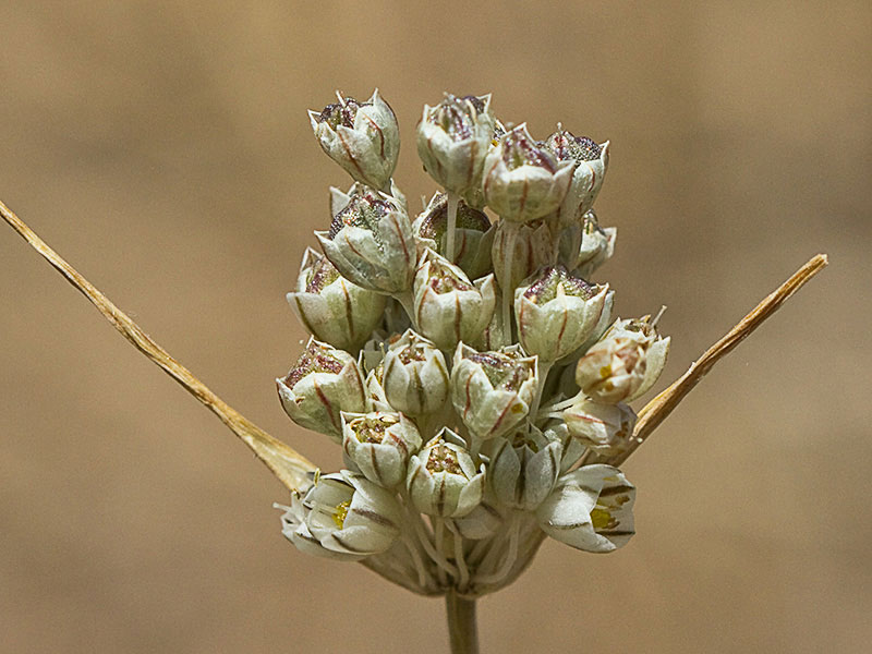 Fruto del Ajillo silvestre en maduración (Allium paniculatum)