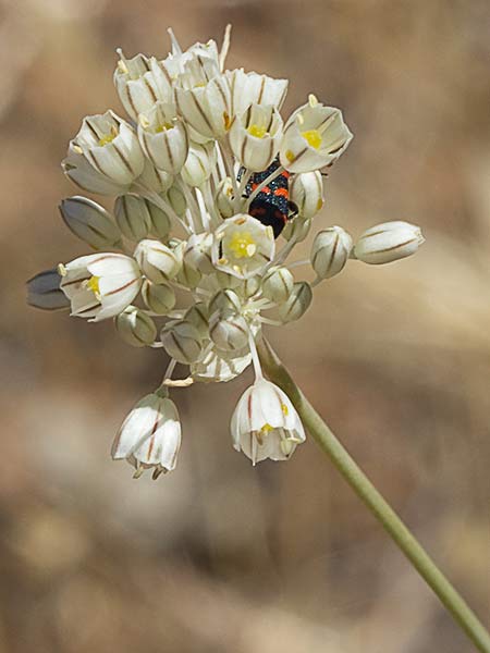 Ajillo silvestre (Allium paniculatum)