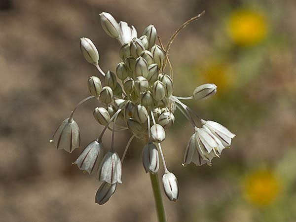 Ajillo silvestre (Allium paniculatum)