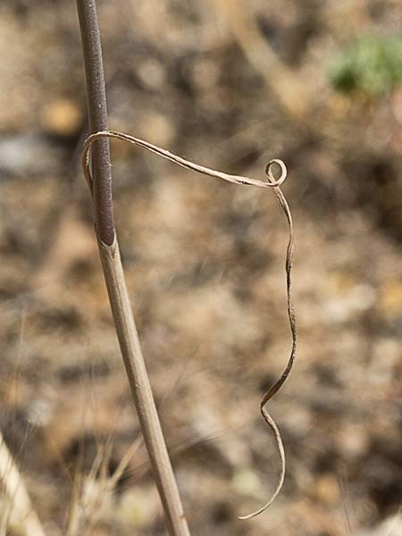 Ajillo silvestre (Allium paniculatum)