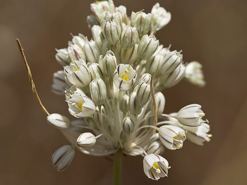 Ajillo silvestre (Allium paniculatum)