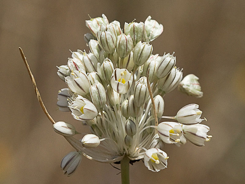 Ajillo silvestre (Allium paniculatum)