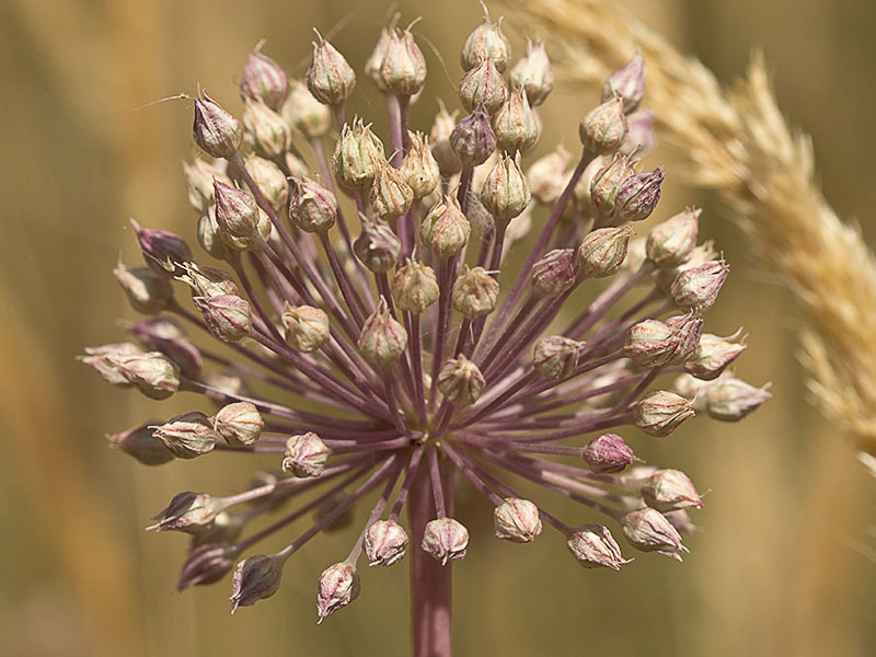 Inflorescencia de Ajo de Monte, Allium ampeloprasum 
