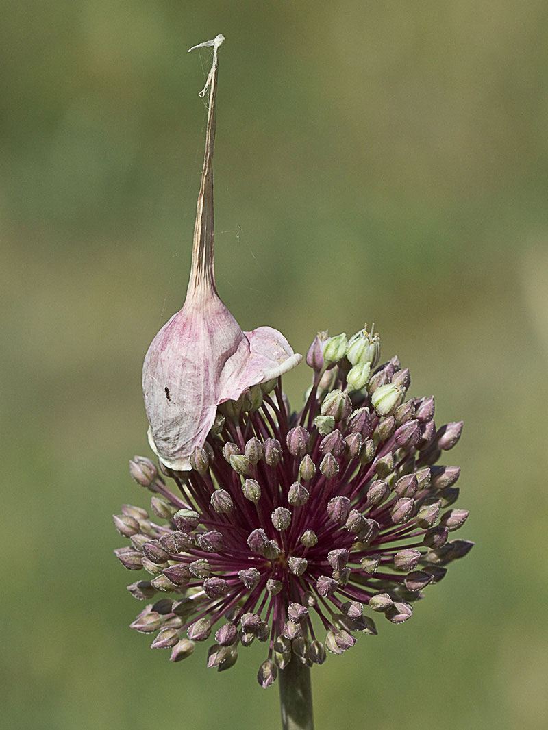 Ajipuerro (Allium ampeloprasum )