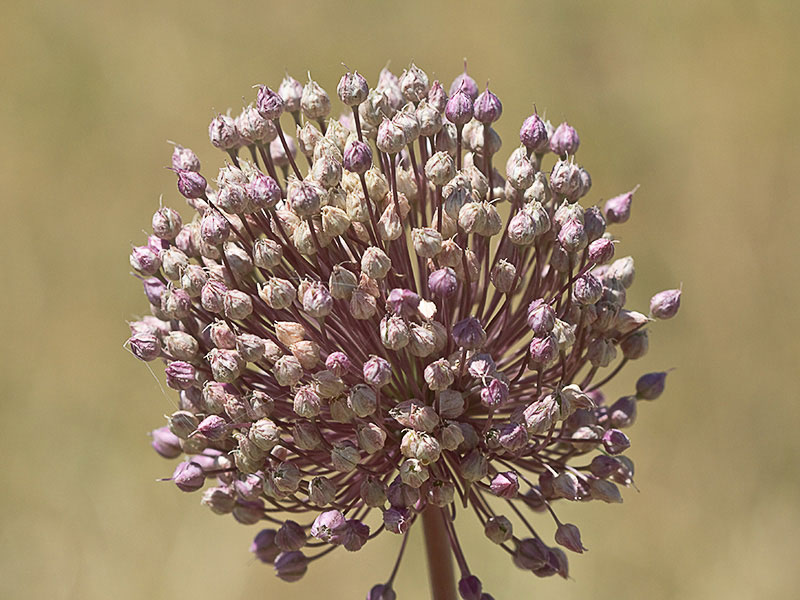 Inflorescencia de Ajo de Monte, Allium ampeloprasum 