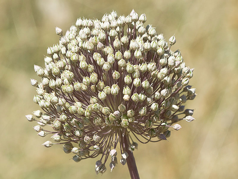 Inflorescencia de Ajo de Monte, Allium ampeloprasum 
