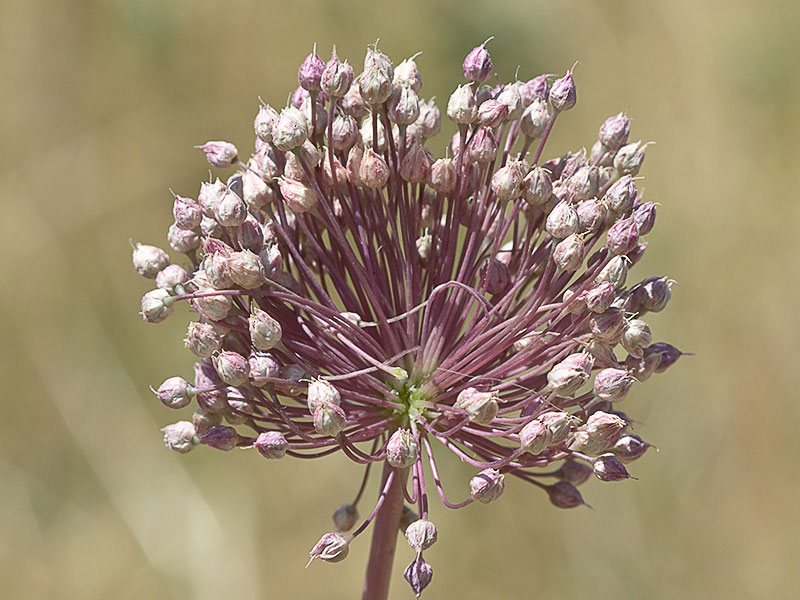 Ajipuerro (Allium ampeloprasum )