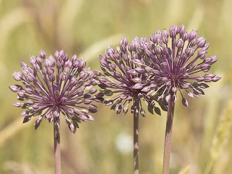 Ajipuerros, Allium ampeloprasum 