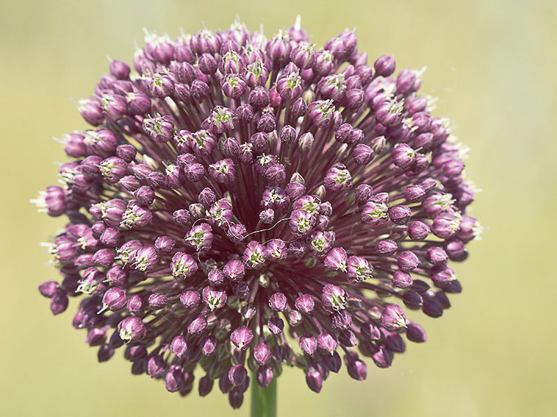 Inflorescencia del Ajipuerro, Allium ampeloprasum 