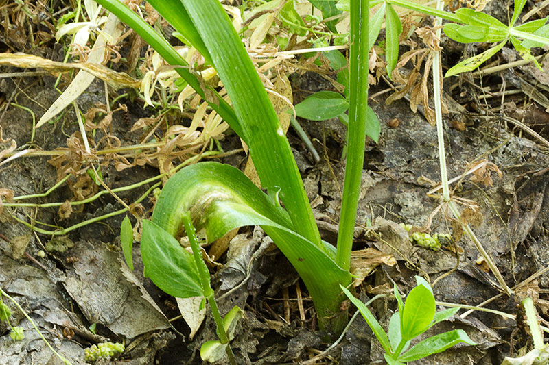 Hojas del Ajo blanco (Allium neapolitanum)