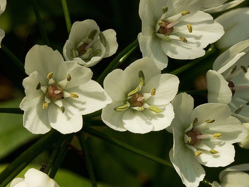 Inflorescencias del Ajo blanco (Allium neapolitanum)