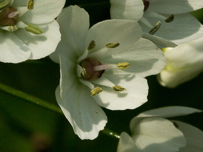 Inflorescencias del Ajo blanco (Allium neapolitanum)