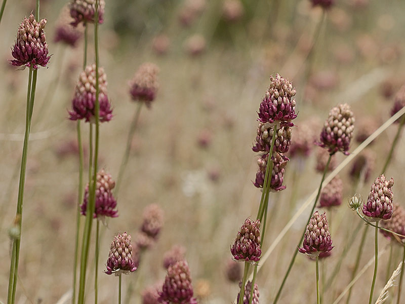Ajo de monte, Allium sphaerocephalon