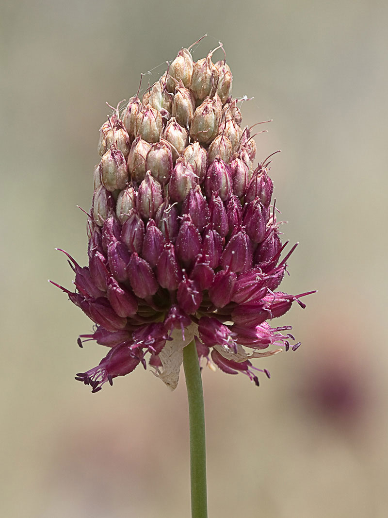 Inflorescencia del ajo de monte en un estadio intermedio