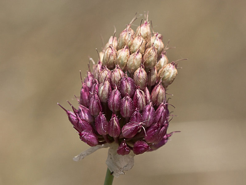 Ajo de monte (Allium sphaerocephalon)