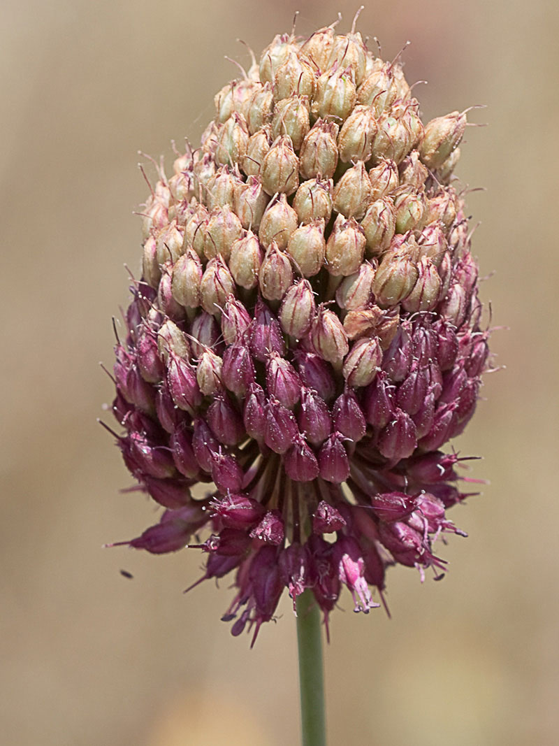 Ajo de monte (Allium sphaerocephalon)