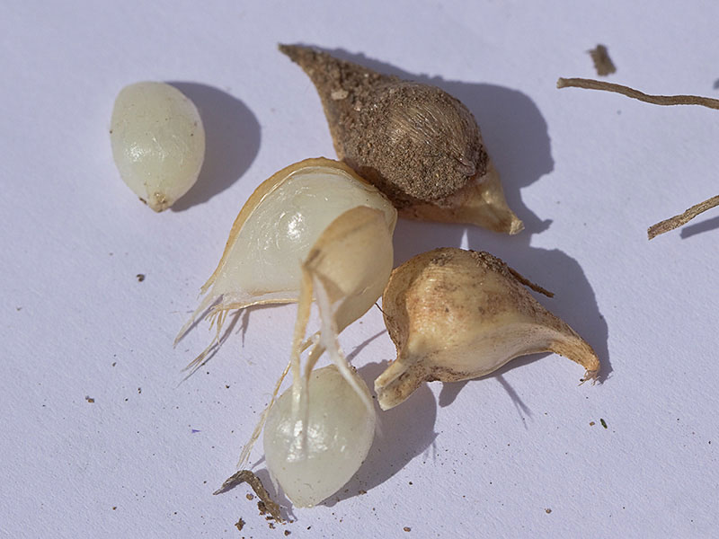 Bulbitos del Ajo de monte (Allium sphaerocephalon)