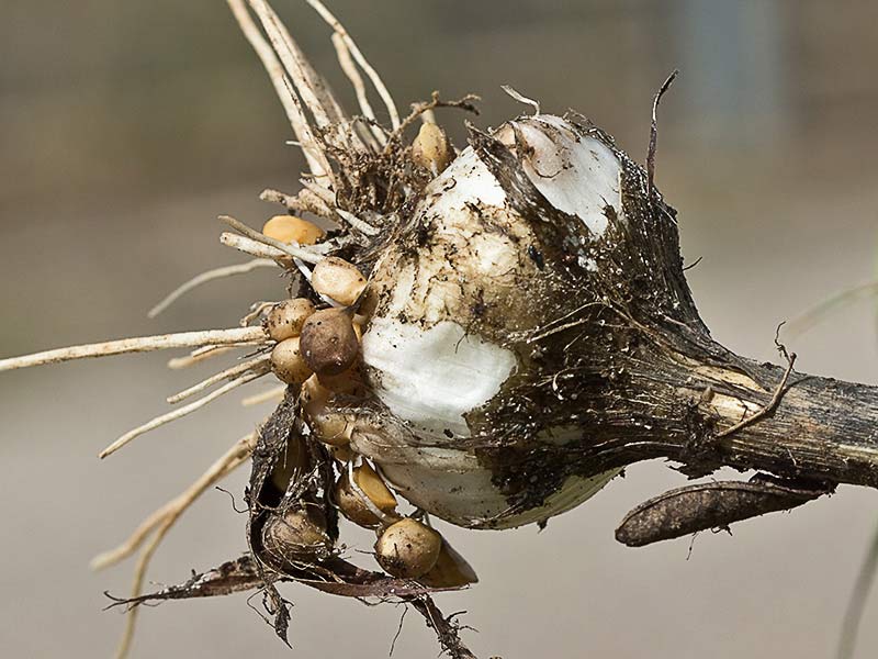 Ajo de monte (Allium ampeloprasum )