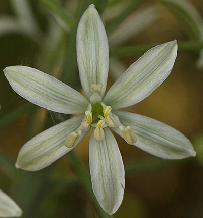 Flor del Ajo de lobo (Ornithogalum narbonense)