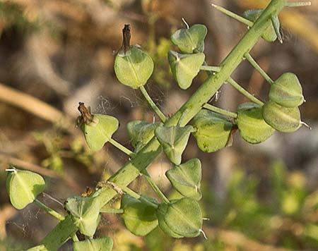 Fruto del Ajo de Lobo (Ornithogalum narbonense)