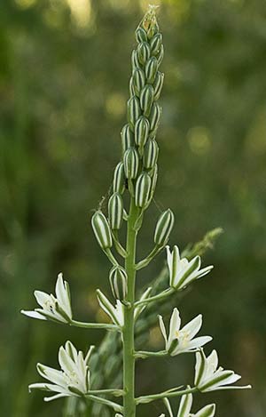 Ajo de lobo (Ornithogalum narbonense)