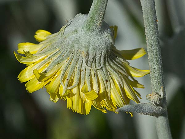 Flor del ajonje (Andryala ragusina)