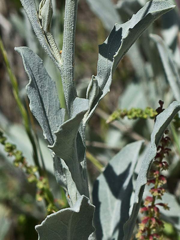 Tallo y hojas del ajonje (Andryala ragusina)