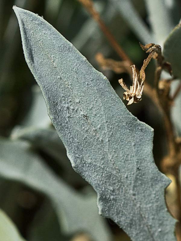 Hoja del ajonje (Andryala ragusina)