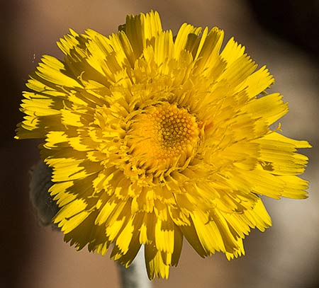 Flor del ajonje (Andryala ragusina)