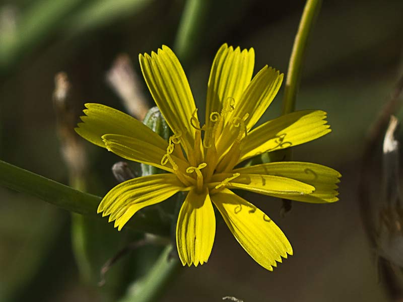 Inflorescencia de la Ajonjera (Chondrilla juncea)