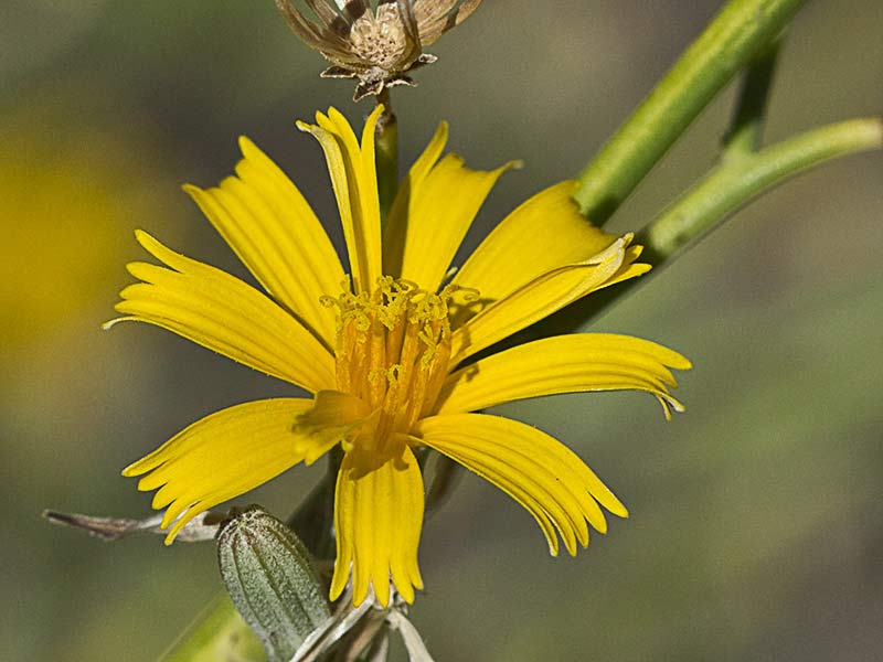 Flor de la Ajonjera (Chondrilla juncea) 