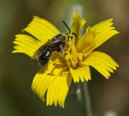 Flor de la Ajonjera (Chondrilla juncea)