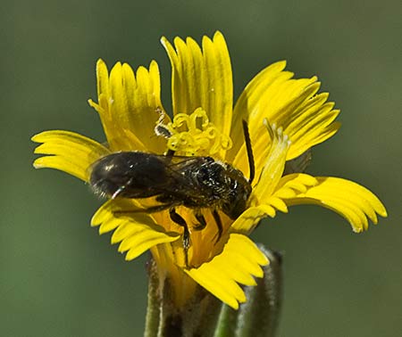 Capítulo floral de la Ajonjera (Chondrilla juncea) 