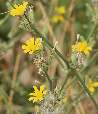 Mata de la ajonjera (Chondrilla juncea)