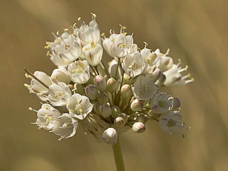 Ajo porro (Allium stearnii Pastor & Valdés)con los tépalos ya abiertos