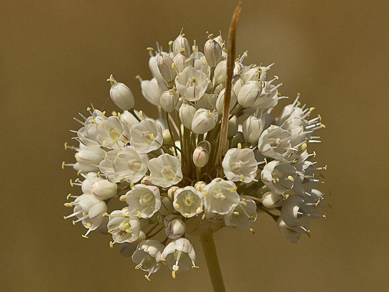 Ajo porro (Allium stearnii Pastor & Valdés)con los tépalos ya abiertos