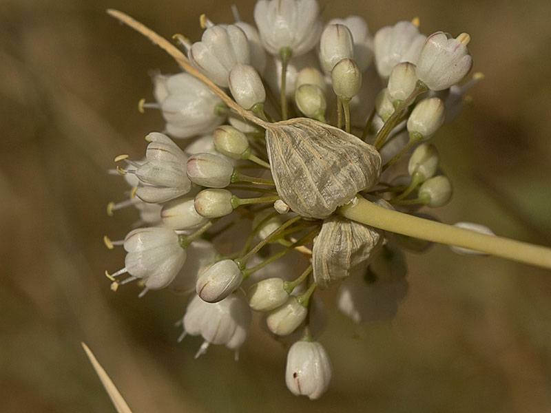 Ajo porro (Allium stearnii Pastor & Valdés)con los tépalos ya abiertos