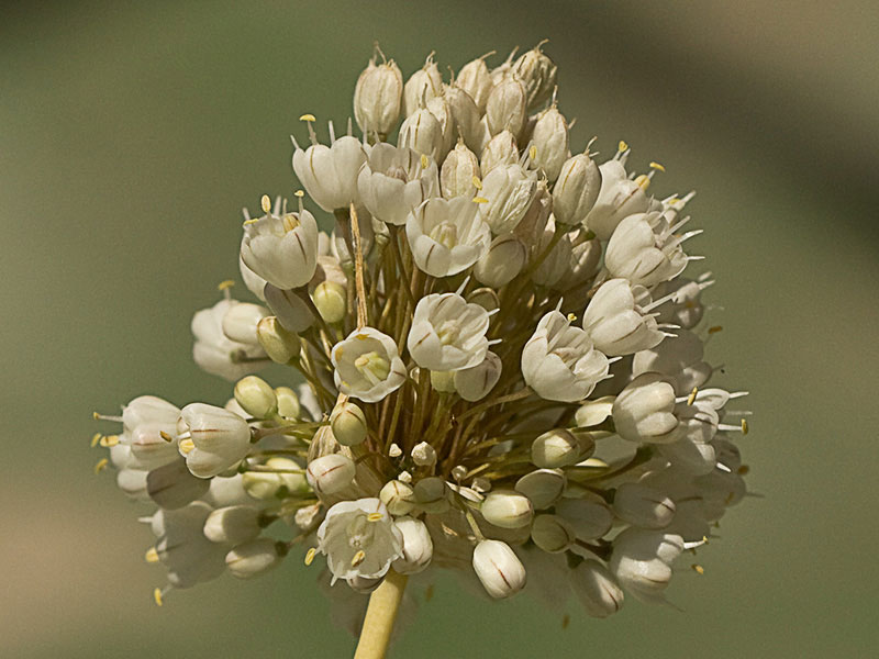 Ajo porro (Allium stearnii Pastor & Valdés)con los tépalos ya abiertos