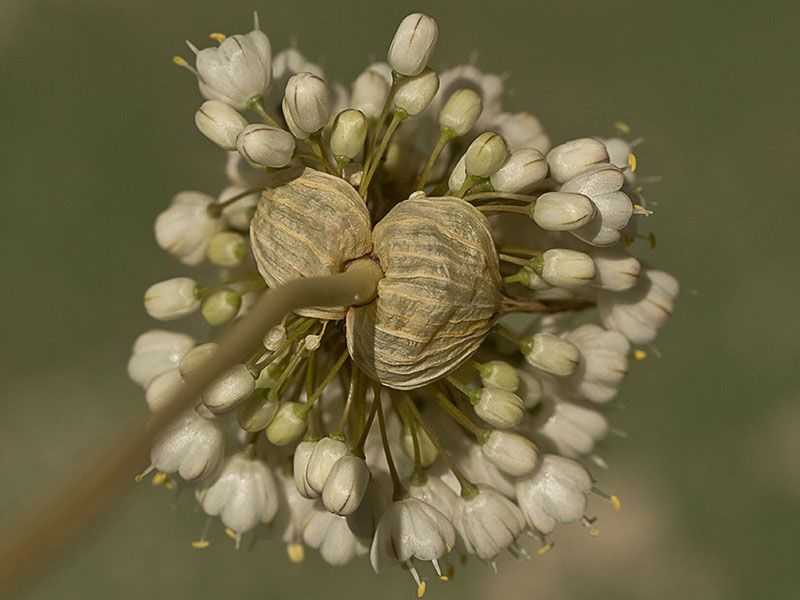 Ajo porro (Allium stearnii Pastor & Valdés)con los tépalos ya abiertos