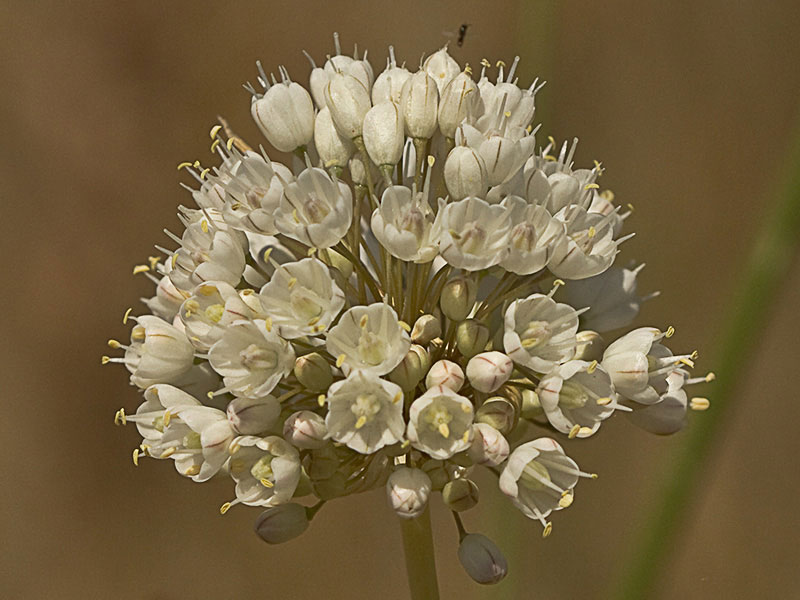 Ajo porro (Allium stearnii Pastor & Valdés)con los tépalos ya abiertos